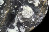 Round Fossil Goniatite Dish #73709-1
